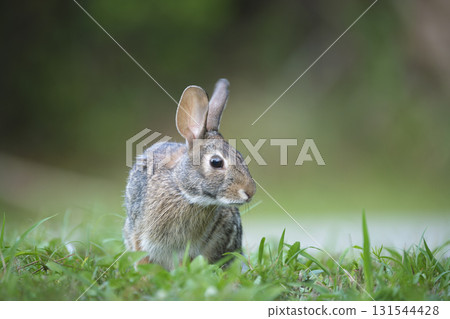 Grey small hare eating grass on summer field. Wild rabbit in nature 131544428