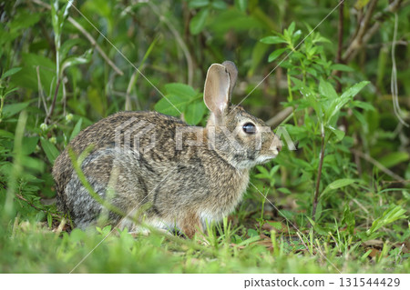 Grey small hare eating grass on summer field. Wild rabbit in nature 131544429