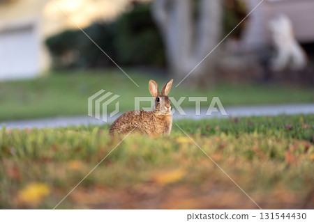 Grey small hare eating grass on Florida backyard. Wild rabbit in nature Grey small hare eating grass on Florida backyard. Wild rabbit in nature 131544430