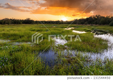 Florida wetlands nature. Tropical vegetation in southern USA 131544450