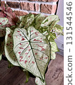 Caladium Strawberry Star . This plant is native to the tropical regions of South America. The leaves have random sprinkles of strawberry red freckles. 131544546