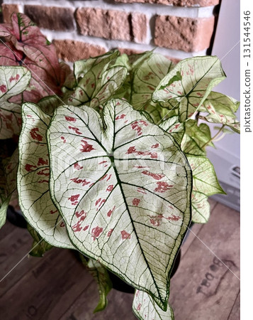 Caladium Strawberry Star . This plant is native to the tropical regions of South America. The leaves have random sprinkles of strawberry red freckles. 131544546
