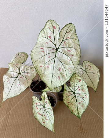 Caladium Strawberry Star . This plant is native to the tropical regions of South America. The leaves have random sprinkles of strawberry red freckles. 131544547