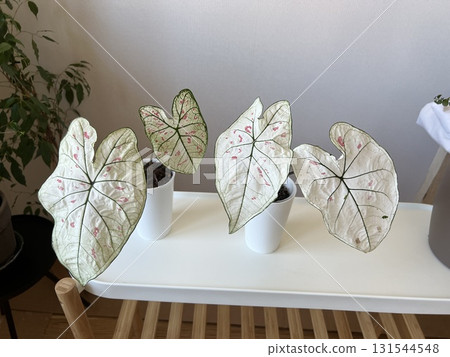 Caladium Strawberry Star . This plant is native to the tropical regions of South America. The leaves have random sprinkles of strawberry red freckles. 131544548