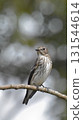 Redstart perching on a branch 131544614