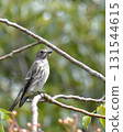 Redstart perching on a branch 131544615