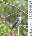 Grey-streaked perch on a branch 131544616