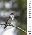 Ezobita perching on a tree 131544617