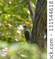 Aoegera stopping in a tree 131544618