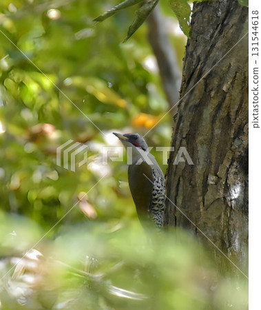 Aoegera停在樹上 131544618