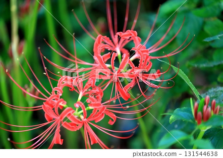 Cluster amaryllis Cluster amaryllis 131544638