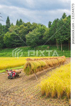 Rice plants and rice racks before harvest [Nagano Prefecture] 131544773