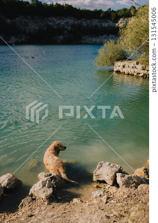 Golden retriever is standing in lake on summer day, enjoying cool water and beautiful scenery while some people are swimming in background. Golden retriever standing in lake during sunny summer day Golden retriever is standing in lake on summer day, enjoying cool water and beautiful scenery while some people are swimming in background. Golden retriever standing in lake during sunny summer day 131545006
