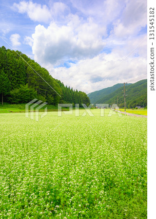 蕎麥花盛開的田野[上伊那郡辰野町] 131545182