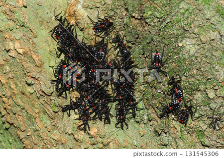 Larvae of the assassin bug hibernating in a group Larvae of the assassin bug hibernating in a group 131545306