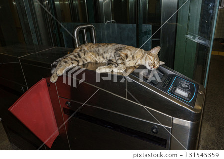 Young tabby cat peacefully sleeping on metro turnstile in Istanbul subway station showcasing famous street cat culture Young tabby cat peacefully sleeping on metro turnstile in Istanbul subway station showcasing famous street cat culture 131545359