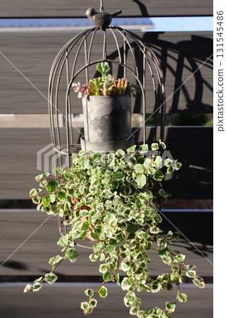 Pumyra and succulents displayed in a hanging birdcage 131545486