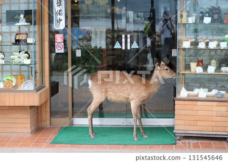 Deer roaming the streets of Miyajima, Hiroshima Prefecture 131545646