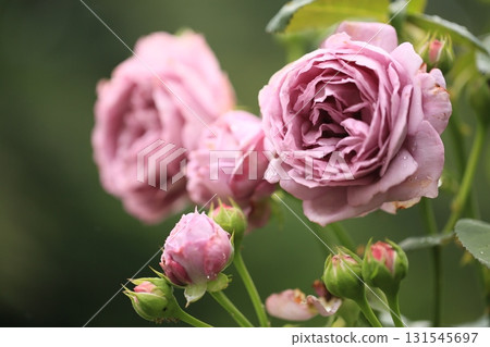 Pale purple roses and sparkling drops 131545697