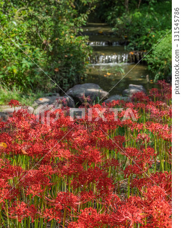 Bright red spider lilies blooming by the water (21st Century Forest and Square, Matsudo City, Chiba Prefecture) 131545786