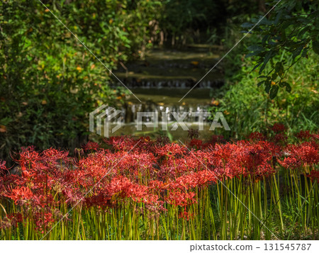 Bright red spider lilies blooming by the water (21st Century Forest and Square, Matsudo City, Chiba Prefecture) 131545787
