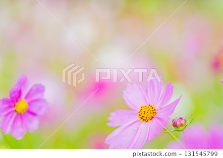 帶有水滴的波斯菊花 帶有水滴的波斯菊花 131545799