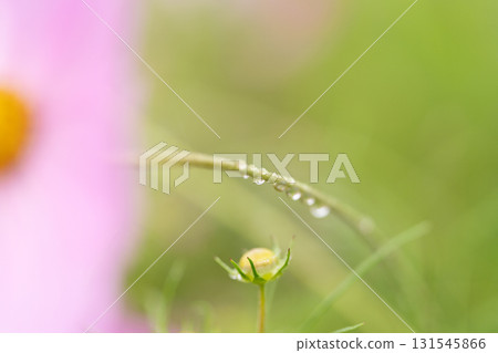 Cosmos flowers reflected in water droplets on the stems 131545866