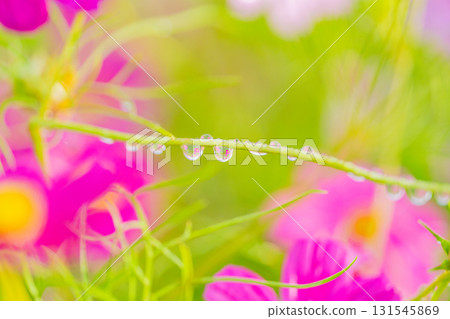Cosmos flowers reflected in water droplets on the stems 131545869