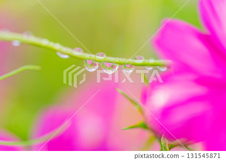 波斯菊花在莖上的水滴中倒映 波斯菊花在莖上的水滴中倒映 131545871