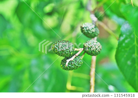 Green alder berries (summer, July) 131545918
