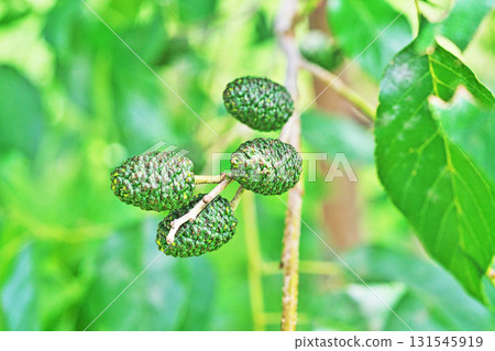Green alder berries (summer, July) 131545919