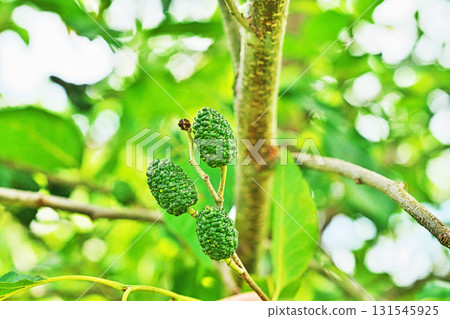 Green alder berries (summer, July) Green alder berries (summer, July) 131545925