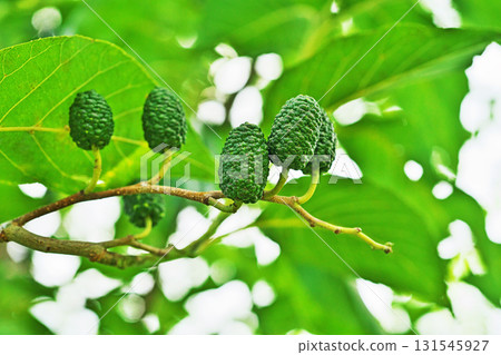 Green alder berries (summer, July) Green alder berries (summer, July) 131545927