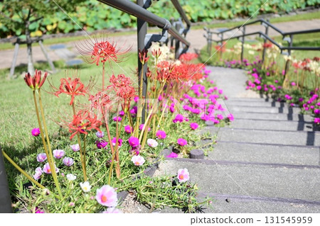 Red spider lilies decorating the stairs 131545959