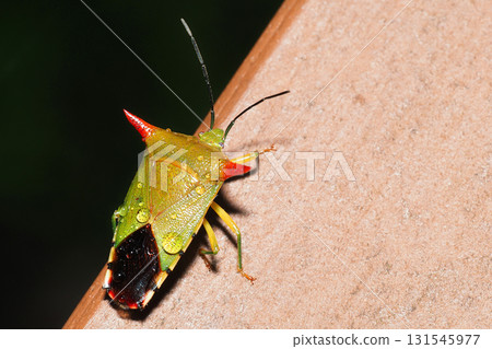 Bighorn bug (female) Bighorn bug (female) 131545977