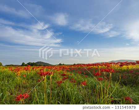 Land of red spider lilies overlooking Mount Miminashi Land of red spider lilies overlooking Mount Miminashi 131545979