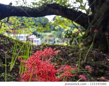 The crimson of the cluster amaryllis embracing the old tree The crimson of the cluster amaryllis embracing the old tree 131545980