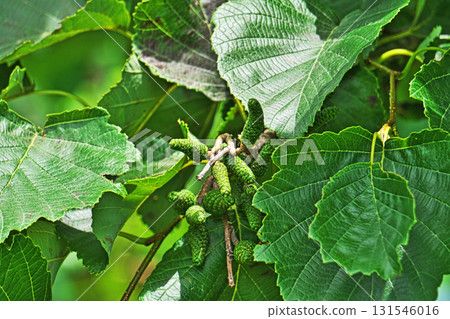 Green alder fruit (summer, July) 131546016