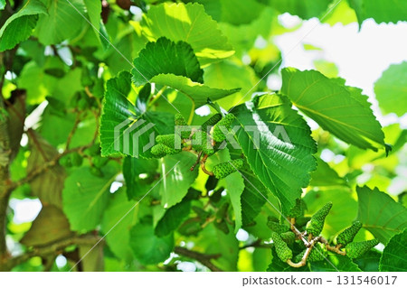 Green alder fruit (summer, July) Green alder fruit (summer, July) 131546017