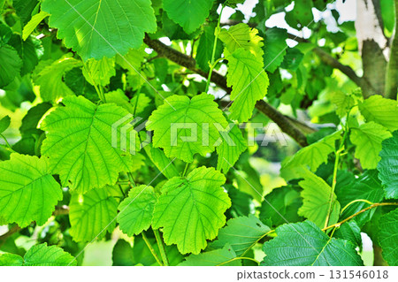 Green alder leaves (summer, July) Green alder leaves (summer, July) 131546018
