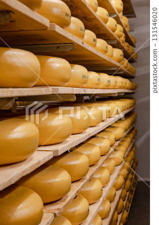 Cheese wheels made from cows milk aging on wooden shelves inside a cheese factory. 131546020