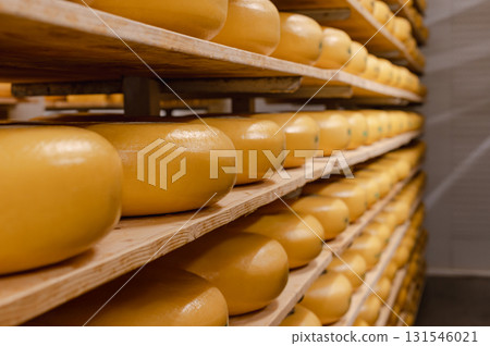 Cheese wheels made from cows milk aging on wooden shelves inside a cheese factory. 131546021