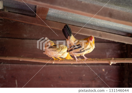 A free-range chicken walking through a sunny yard, surrounded by greenery - capturing a peaceful moment of rural farm life. A free-range chicken walking through a sunny yard, surrounded by greenery - capturing a peaceful moment of rural farm life. 131546044