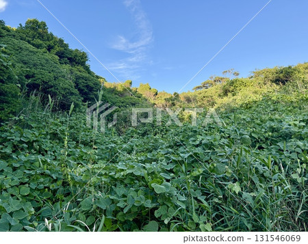 夏季山植被茂盛 夏季山植被茂盛 131546069
