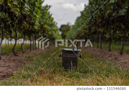 Ripe grapes hanging on vines in a vineyard, ready for autumn harvest. Ripe grapes hanging on vines in a vineyard, ready for autumn harvest. 131546080