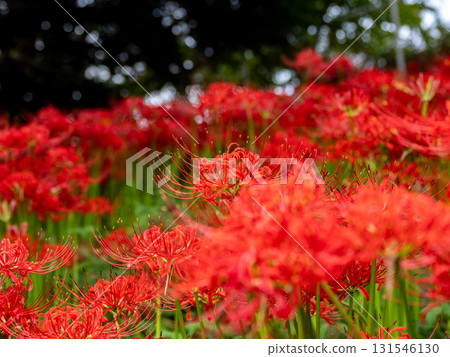 A scene of cluster amaryllis blooming in clusters (Akebonoyama Agricultural Park, Kashiwa City, Chiba Prefecture) A scene of cluster amaryllis blooming in clusters (Akebonoyama Agricultural Park, Kashiwa City, Chiba Prefecture) 131546130