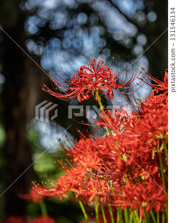 石蒜花簇擁盛開的景象(千葉縣柏市曙山農業公園) 石蒜花簇擁盛開的景象(千葉縣柏市曙山農業公園) 131546134