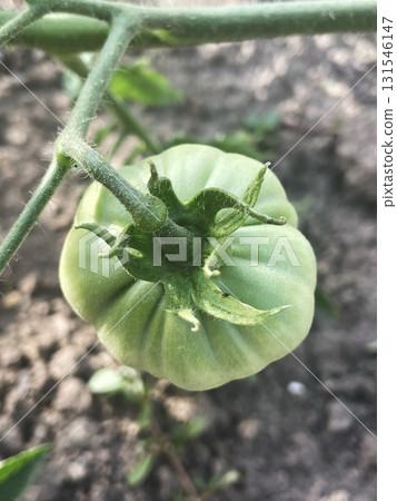 Green Tomato Growing on a Vine in a Garden Green Tomato Growing on a Vine in a Garden 131546147