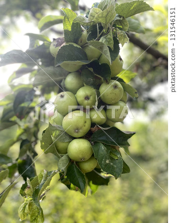 Cluster of Green Apples Growing on a Tree Cluster of Green Apples Growing on a Tree 131546151