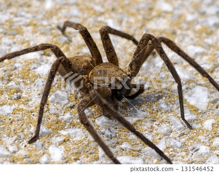 有獵人蛛的風景 有獵人蛛的風景 131546452